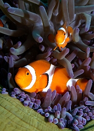 Raja Ampat 2019 - DSC07123_rc -  False clown anemonefish - Poisson Clown a trois bandes - Amphiprion ocellaris
